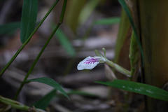 Elettaria cardamomum